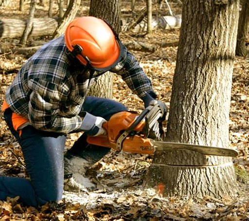 Tree Removal in Jay, OK